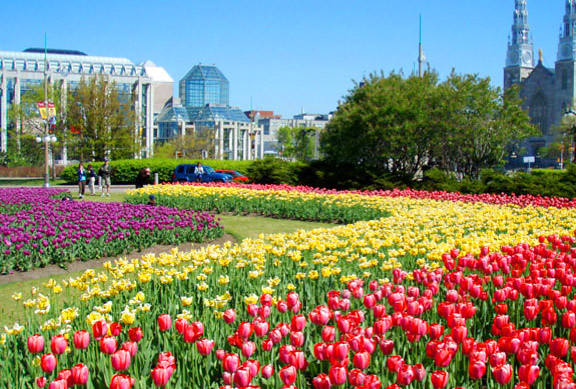 10 Reasons Why You Should Relocate to Ottawa - Canadian Tulip Festival at Major's Hill Park, Ottawa