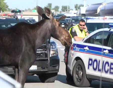10 Reasons to Love Ottawa - Moose on the highway