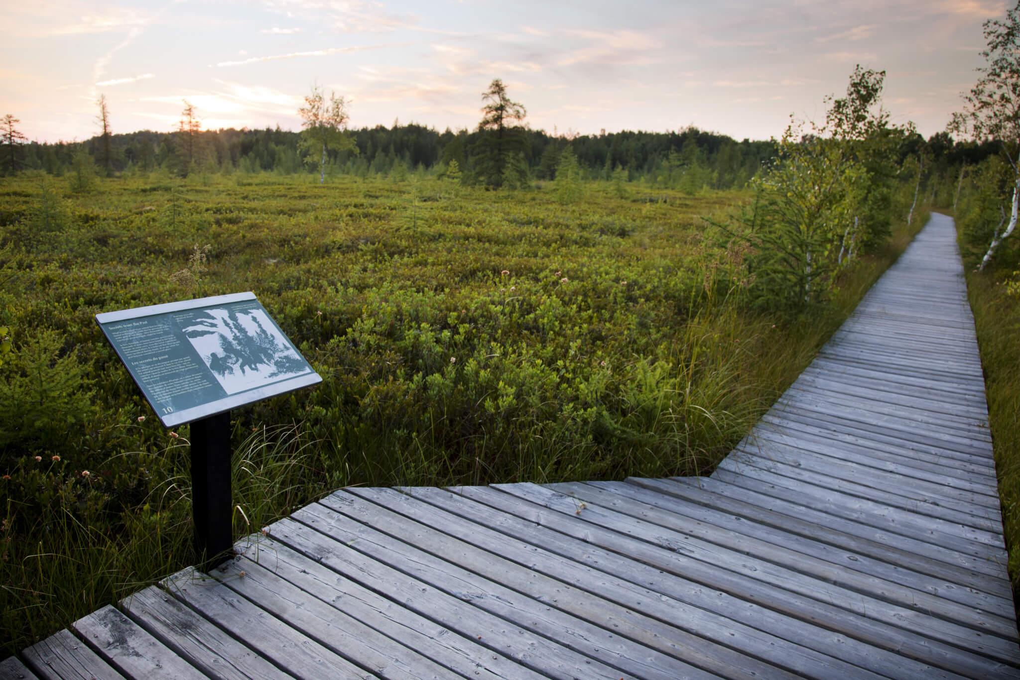 Mer Bleue Bog Trail Boardwalk