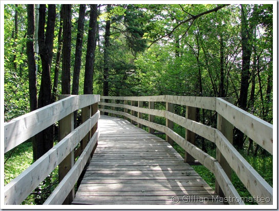 Boardwalk at the Beaver Trail