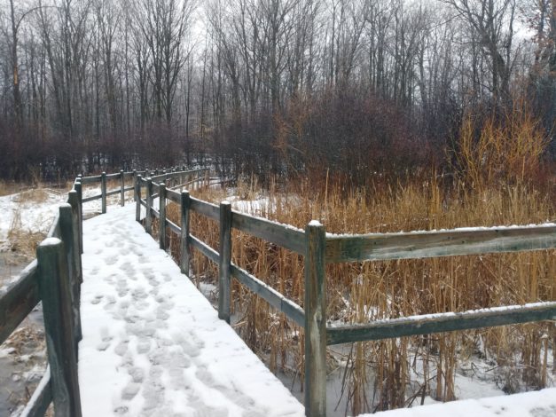 Boardwalk at the Beaver Trail