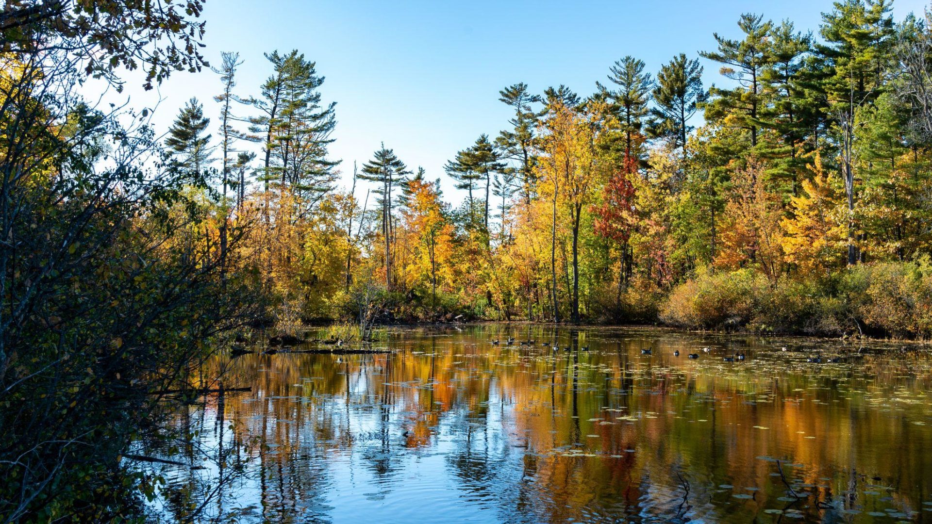 Mud Lake in the Fall