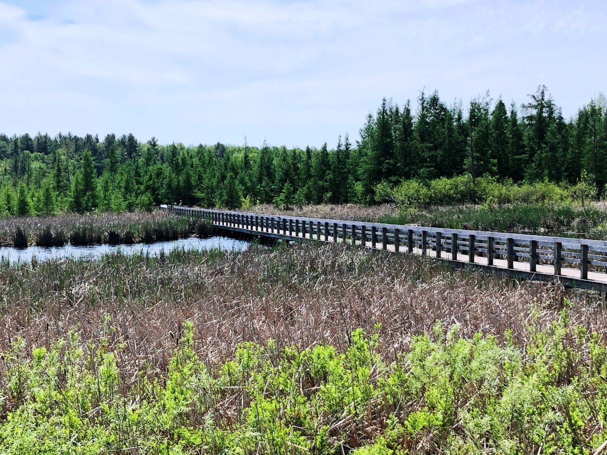 Mer Bleue Bog Trail Boardwalk