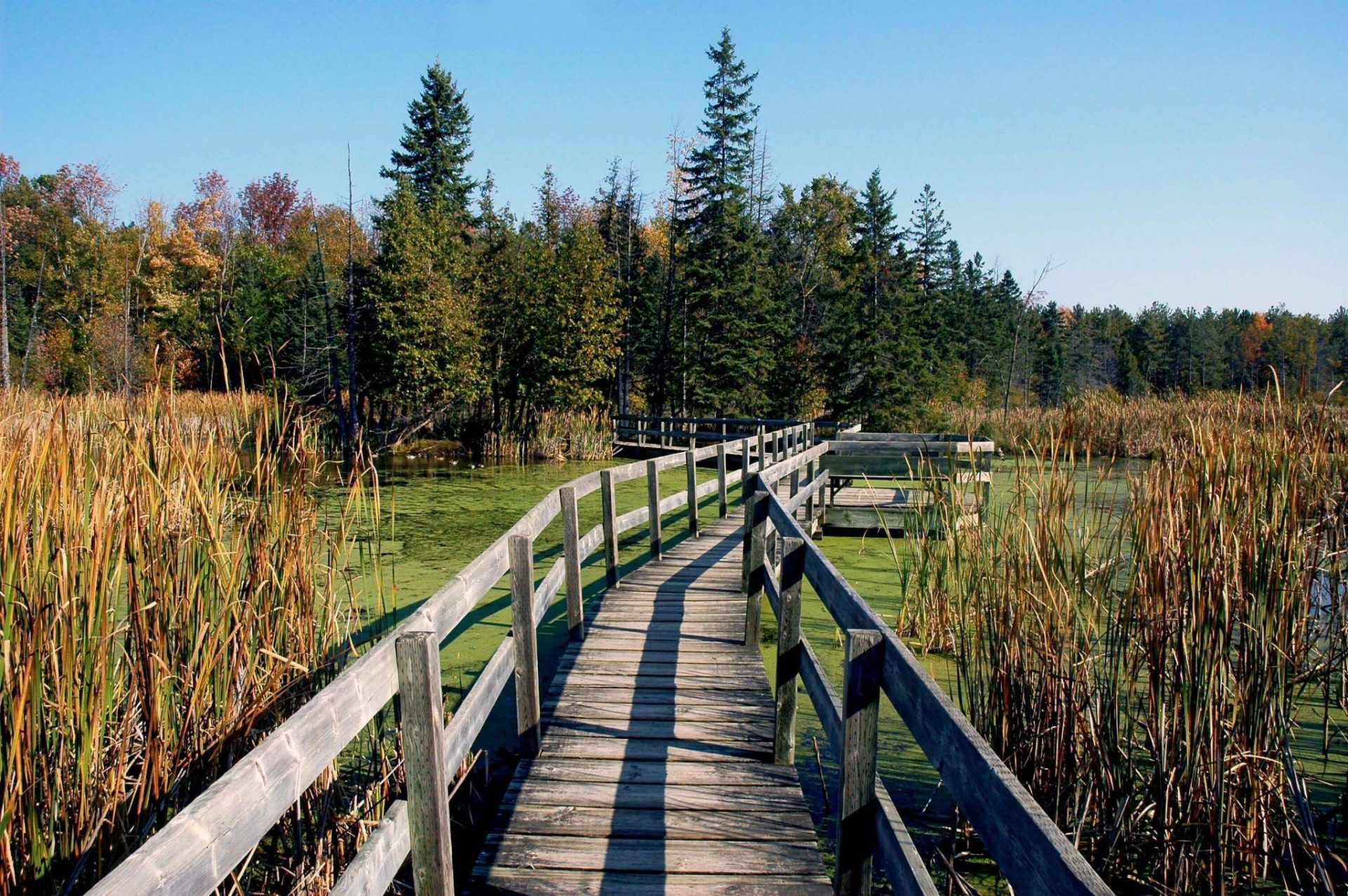 Mer Bleue Bog Trail Boardwalk