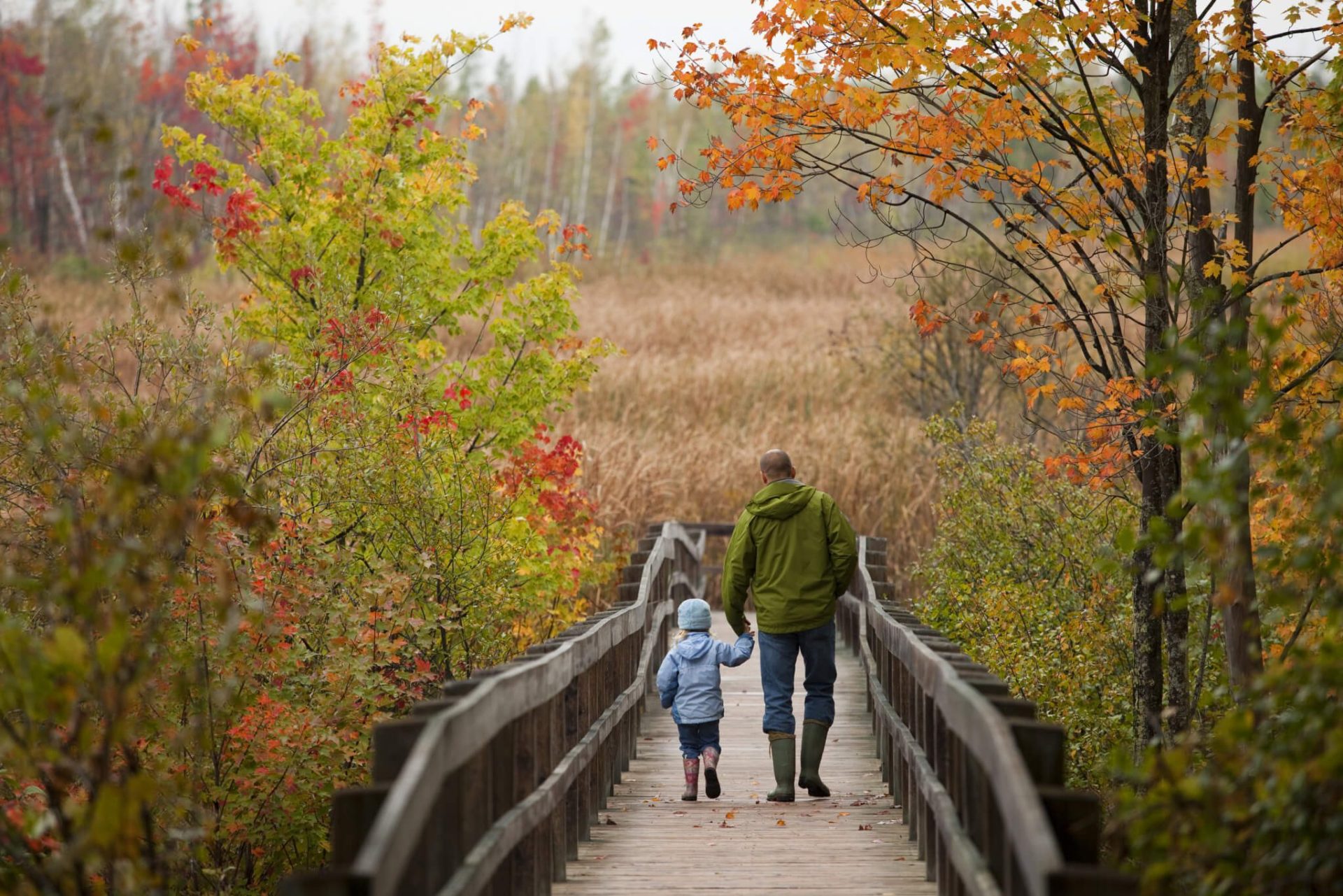 Mer Bleue Bog Trail Boardwalk