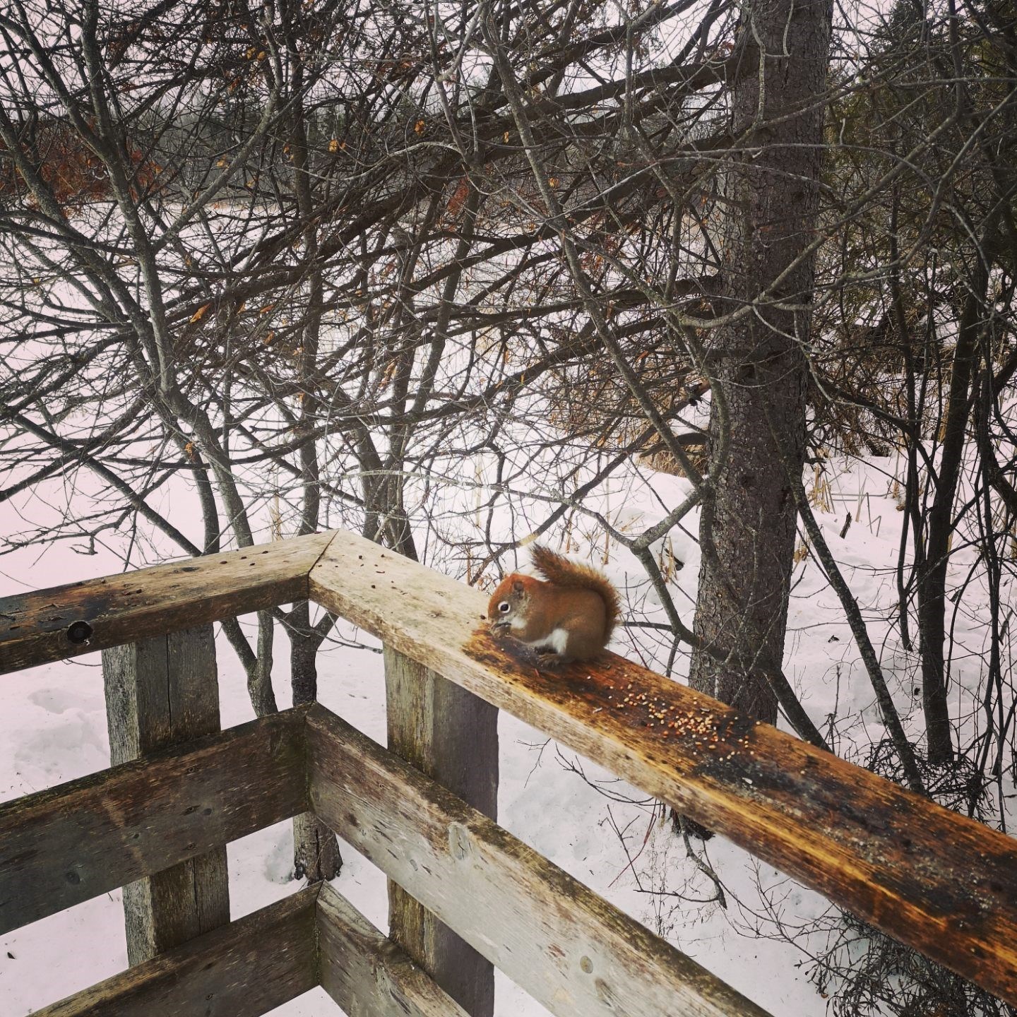 Chipmunk at the Beaver Trail