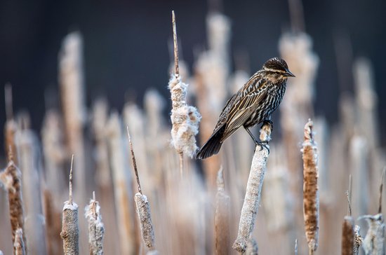 Bird on cattails at Mer Bleue Bog Trail 