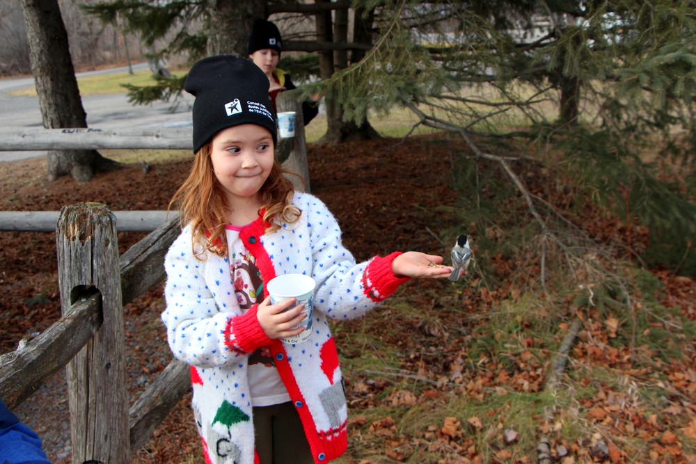 Chickadee eating out of child's hand at Mer Bleue