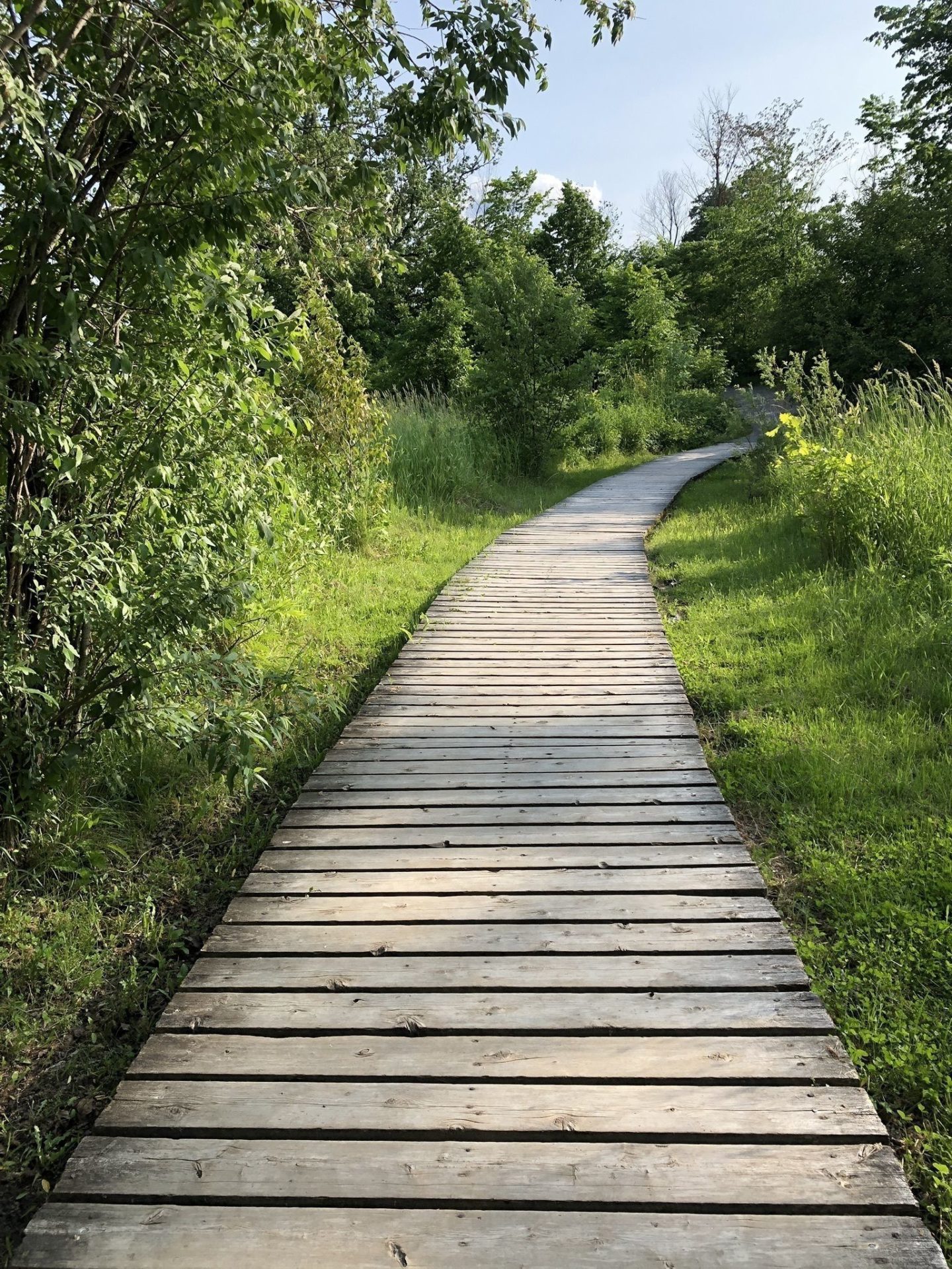 Chapman Mills Conservation Area Boardwalk