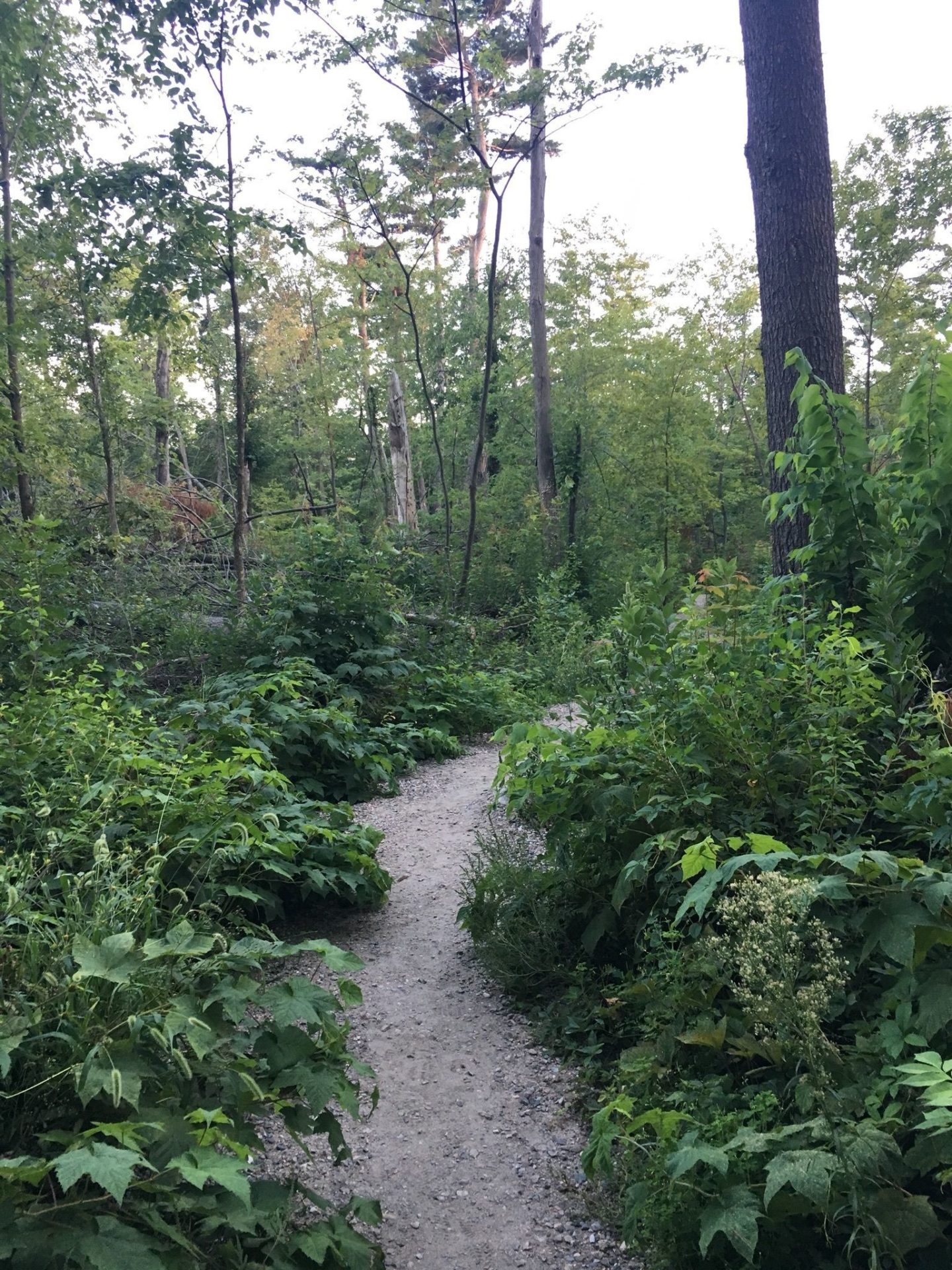 Mud Lake Trail