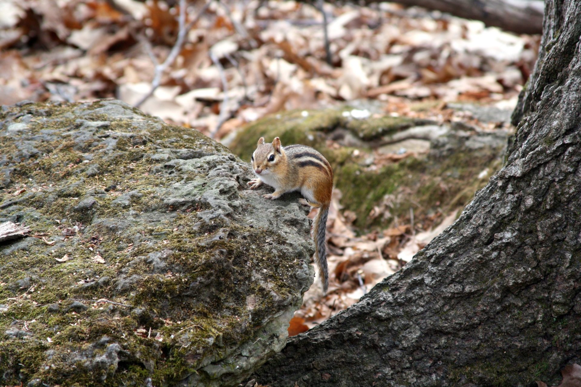 Chipmunk at Lime Kiln Trail