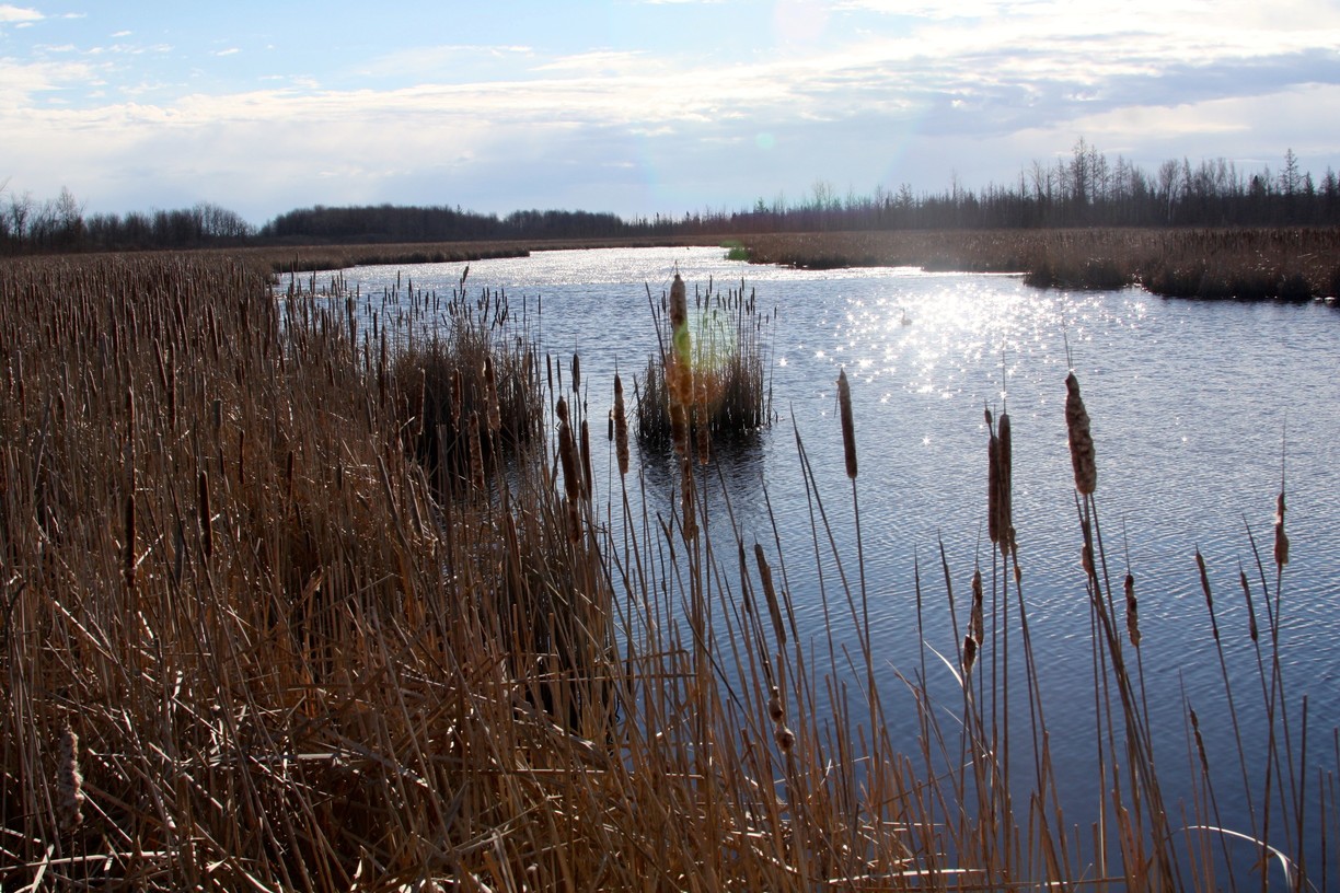 Mer Bleue Bog