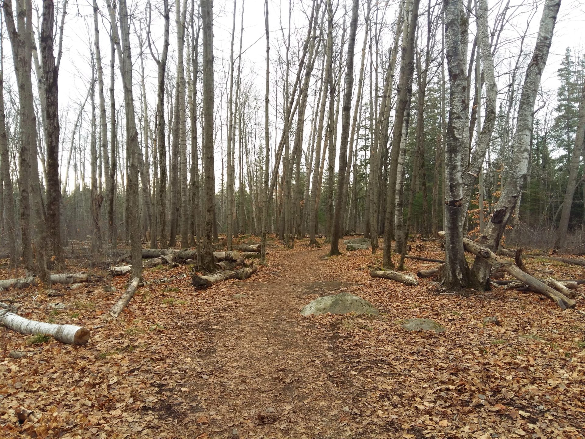 Lime Kiln Trail