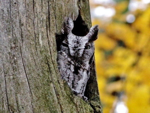 Great Horned Owl at Mud Lake