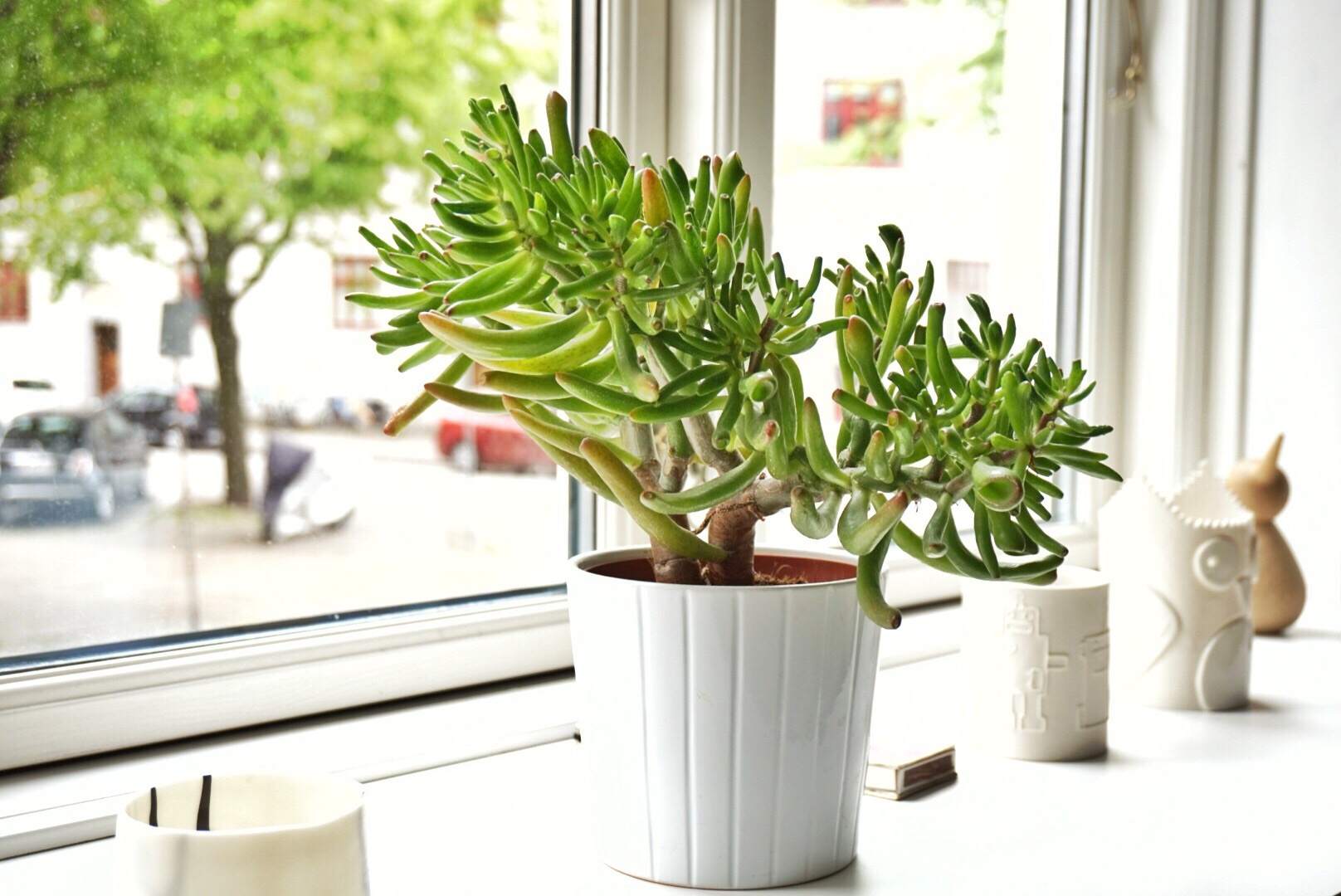 Choose the best location for Bringing Your Plants Indoors