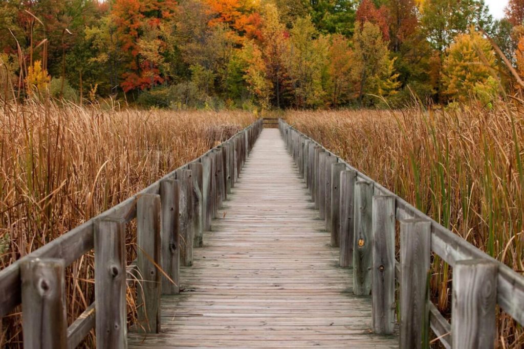 View fall foliage at Mer Bleue