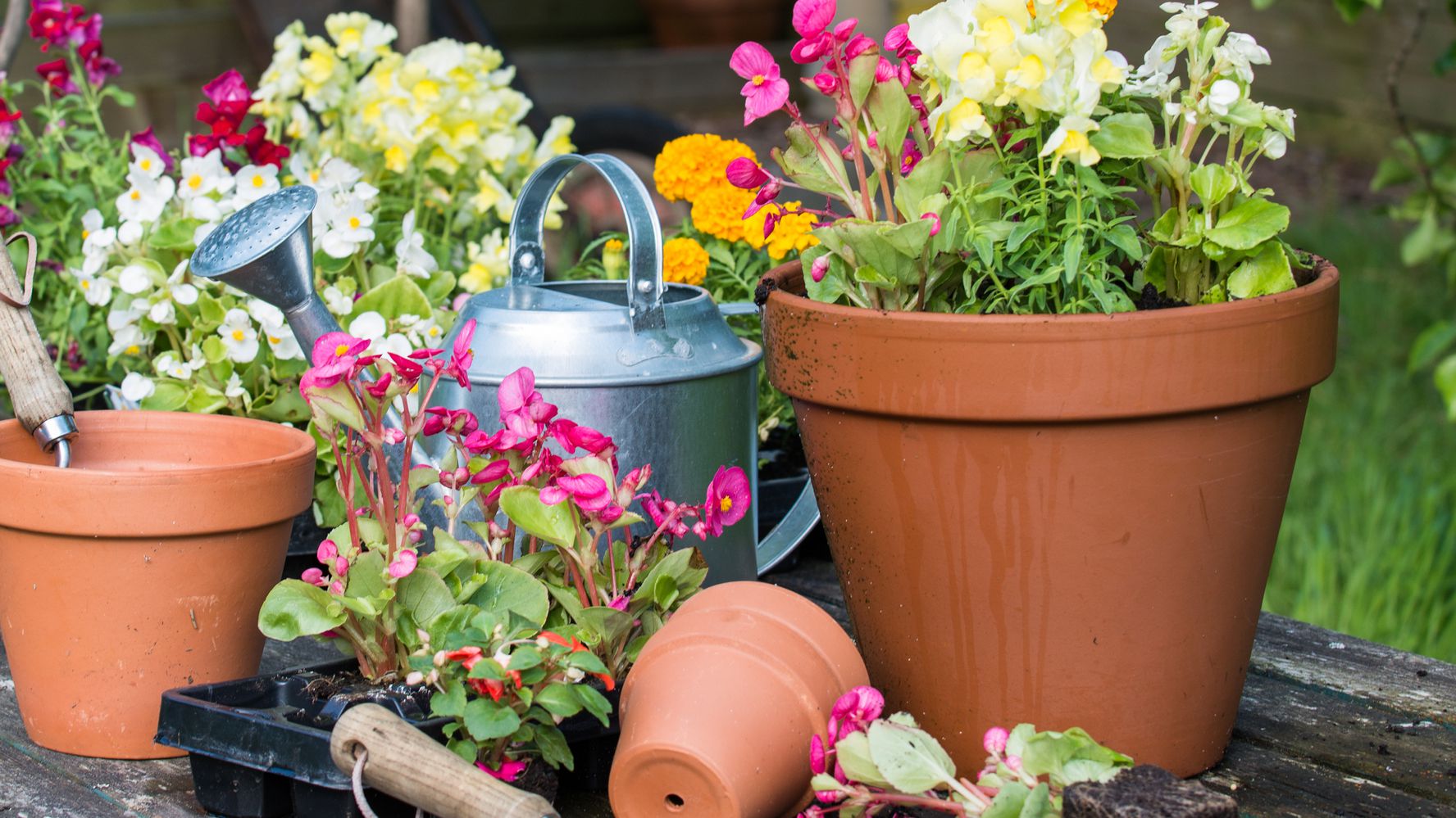 Get your plants ready for the big move