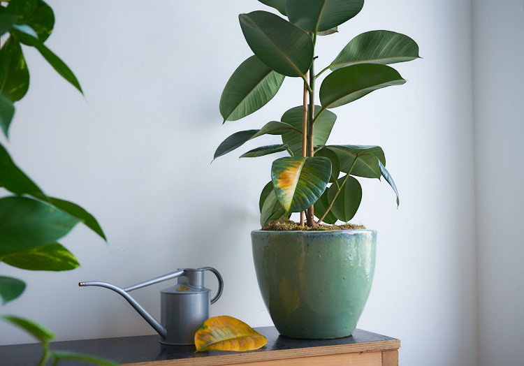 Over watered yellowing leaves