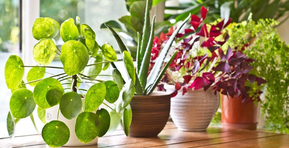Bringing Your Plants Indoors in 7 Easy Steps