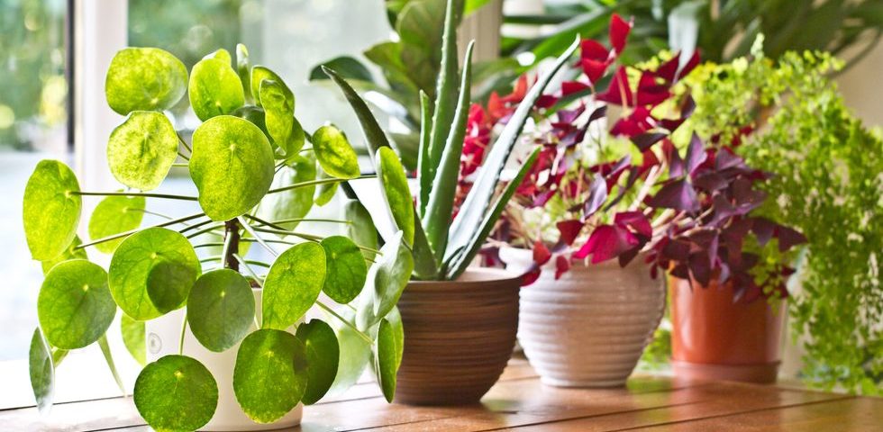 Bringing Your Plants Indoors in 7 Easy Steps