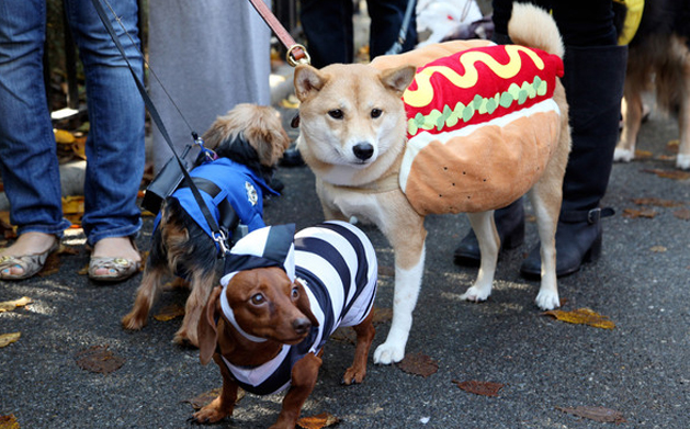 Things to do in Ottawa this Halloween - Dog Costume Parade