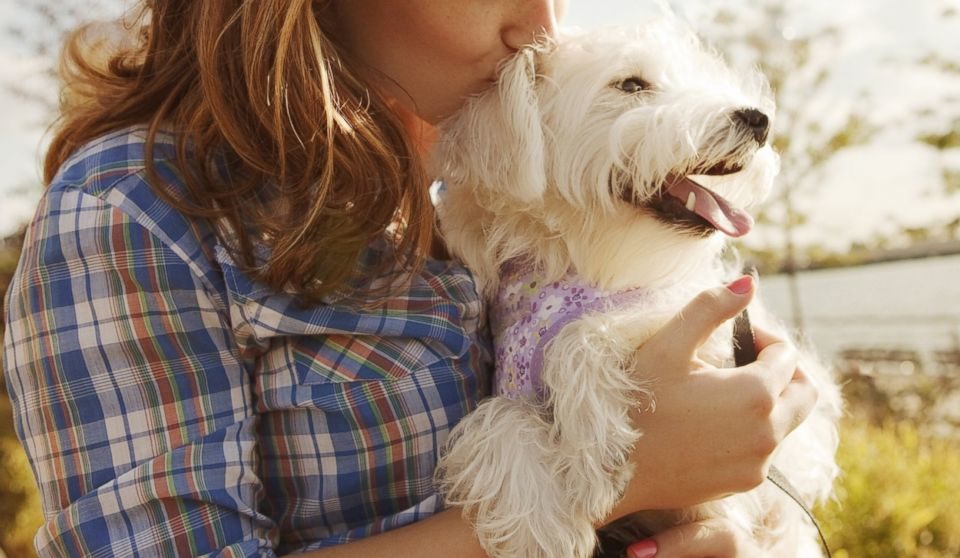 6 Simple Ways to Pamper Your Pooch​