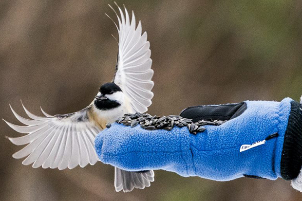 Mer Bleue, chickadee in flight