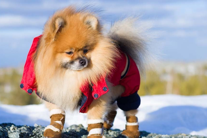 Dog With Boots and Jacket