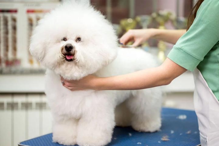 6 Simple Ways to Pamper Your Pooch​