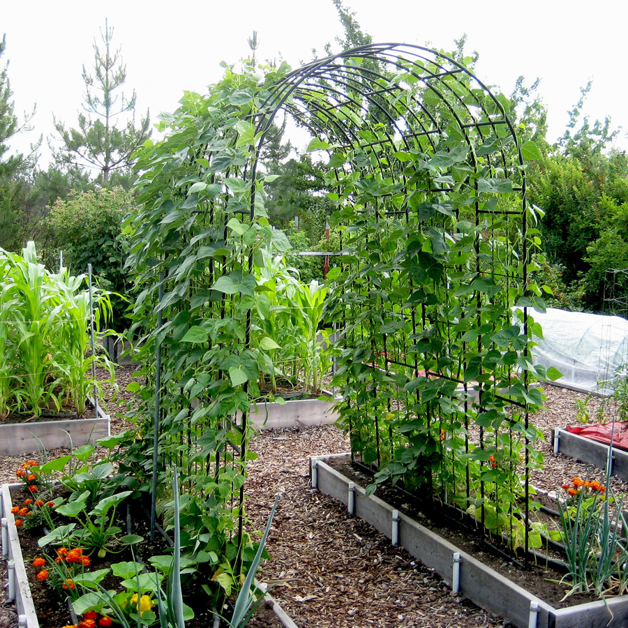 15 Easy to Grow Vegetables