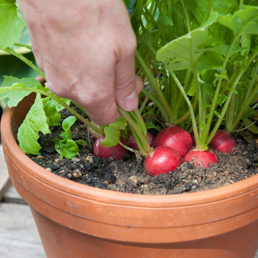 15 Easy to Grow Vegetables