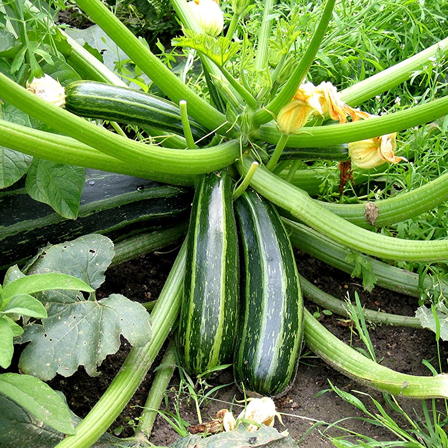 15 Easy to Grow Vegetables