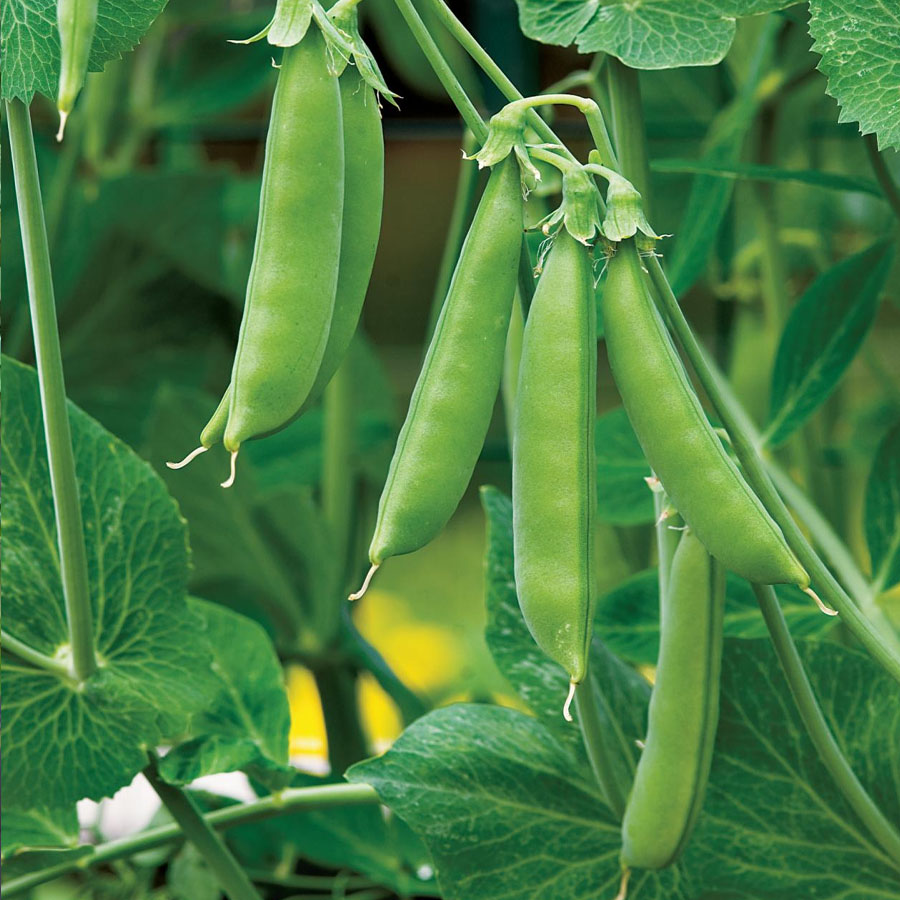 Sugar Snap Peas