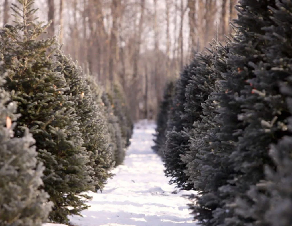 Cedar Hill Christmas Tree Farm​