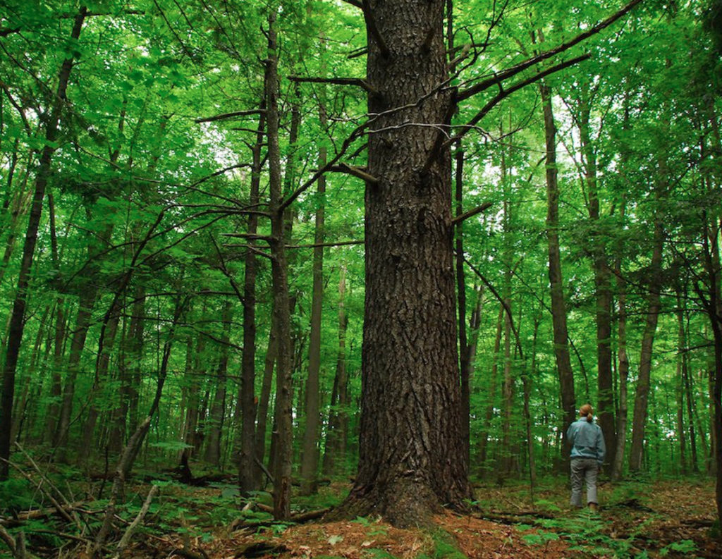 South March Highlands Conservation Forest