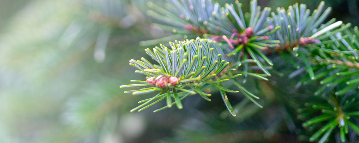 Closeup of Pine
