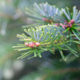 Closeup of Pine