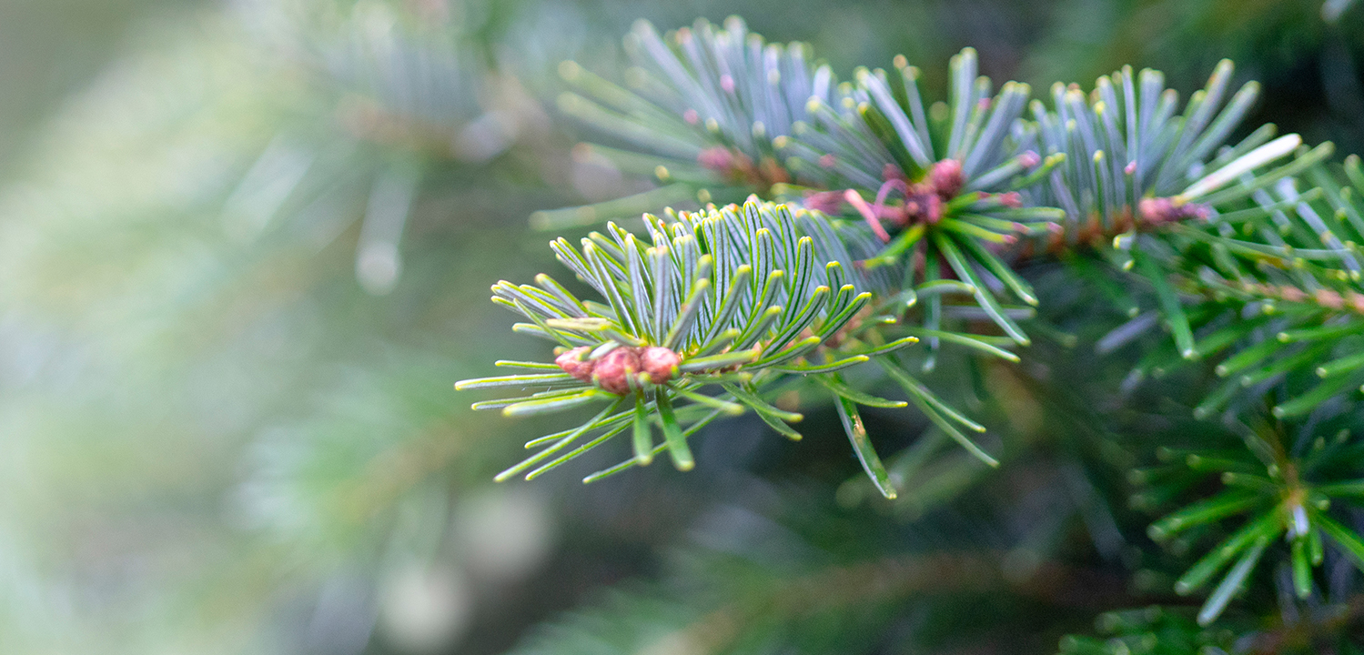Closeup of Pine