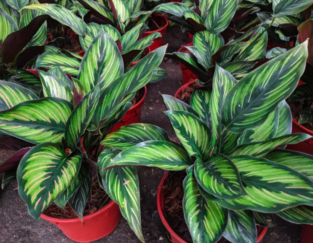 Calatheas