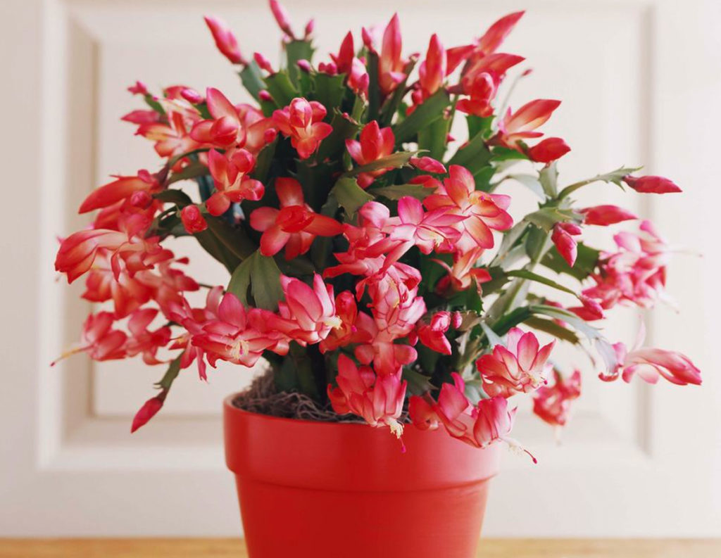 Christmas Cactus