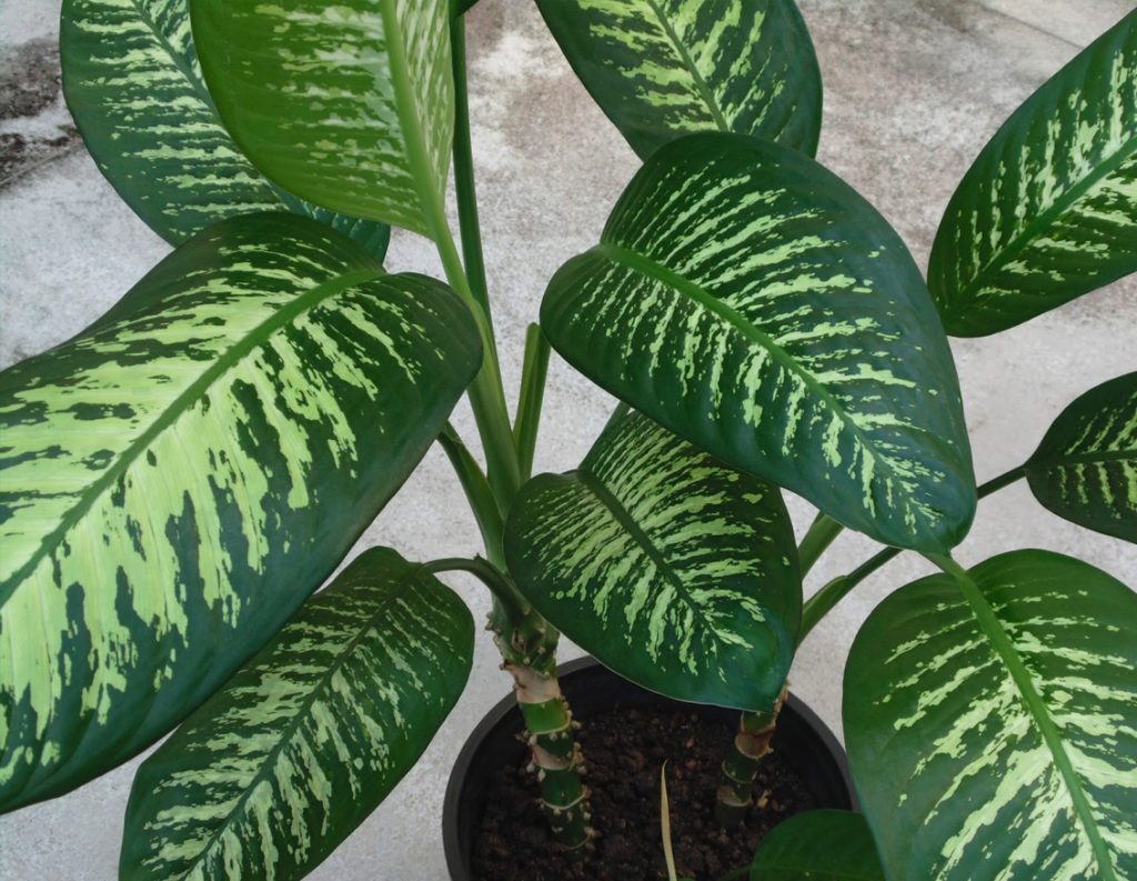 Dieffenbachia