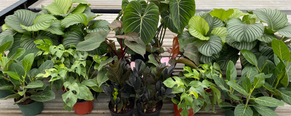 Easiest Houseplants