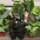 Easiest Houseplants