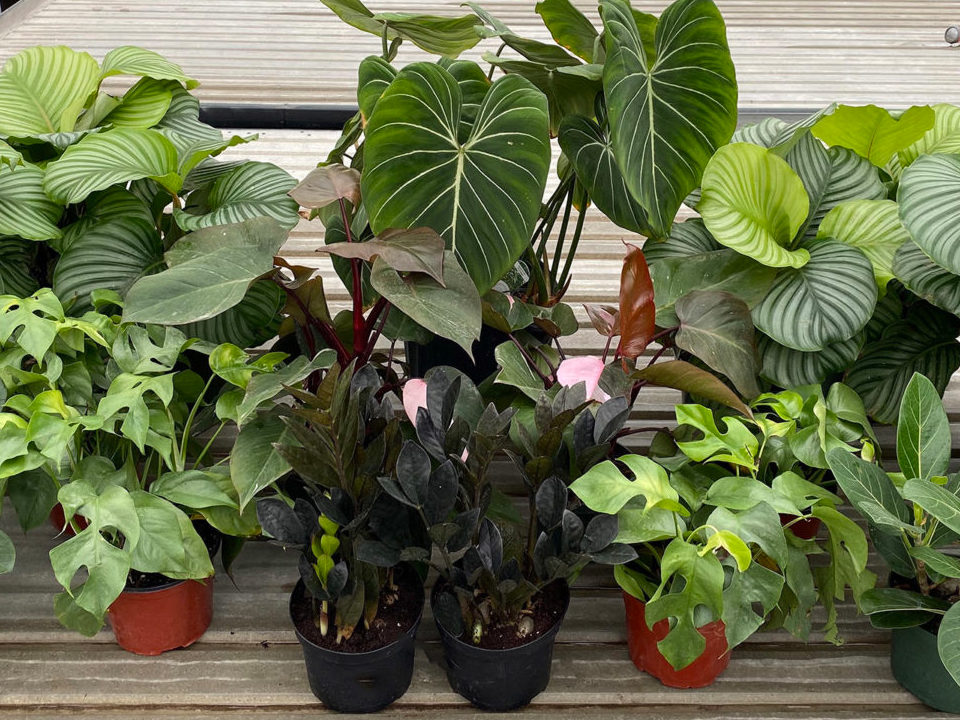 Easiest Houseplants