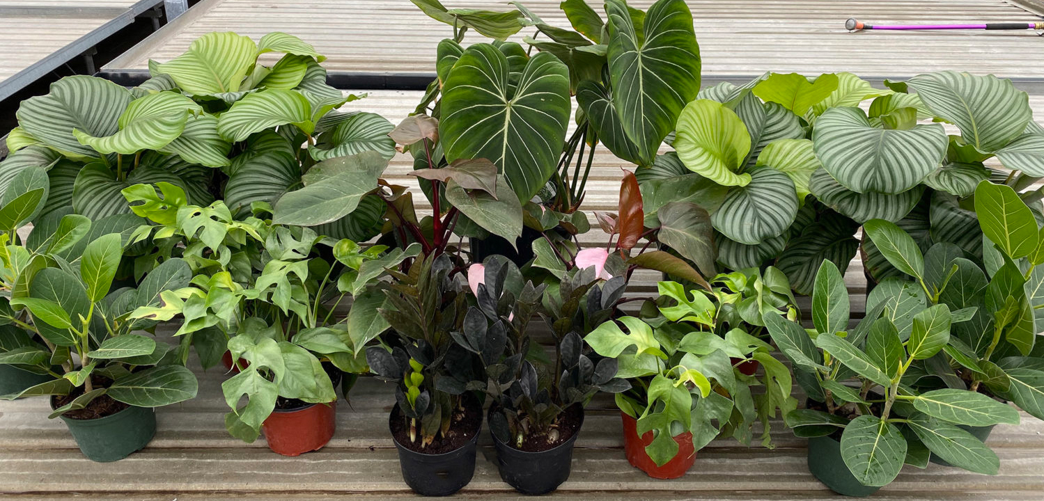 Easiest Houseplants