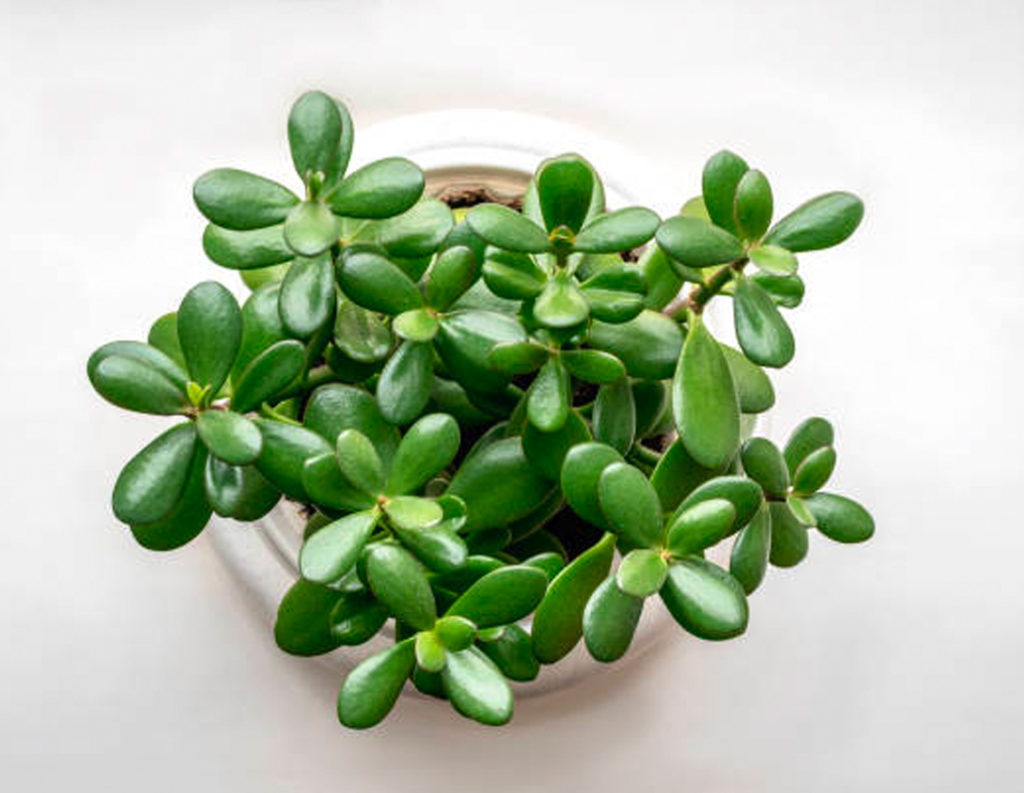 Jade Plant