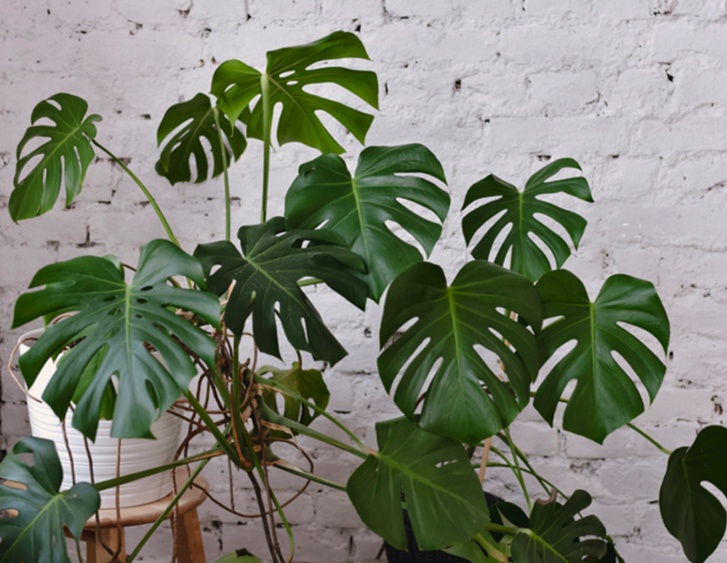 Monstera