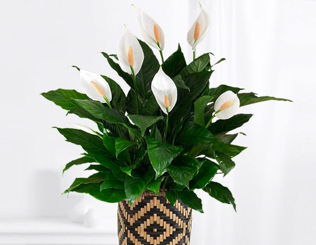 Peace Lily