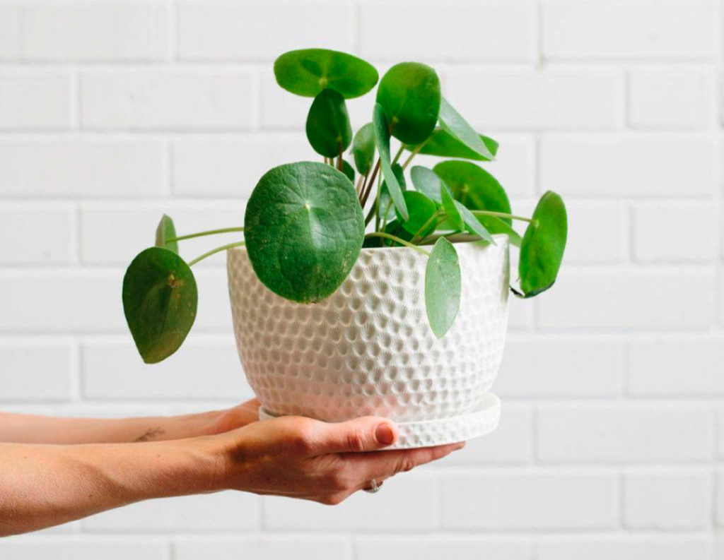 Pilea Peperomioides