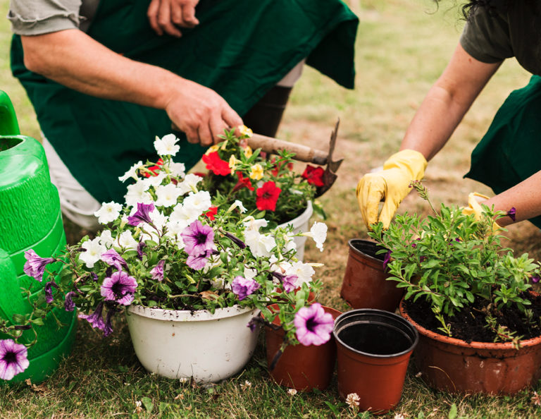 Preparing Your Garden